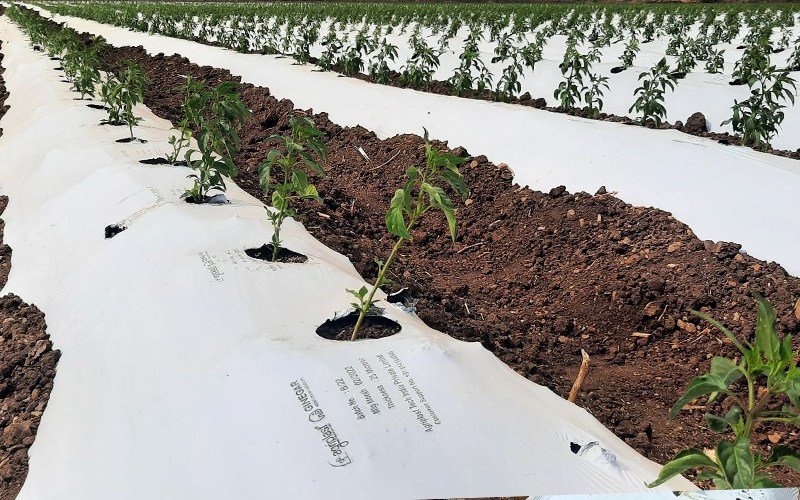 Agriplast Ginegar Mulch Image 2