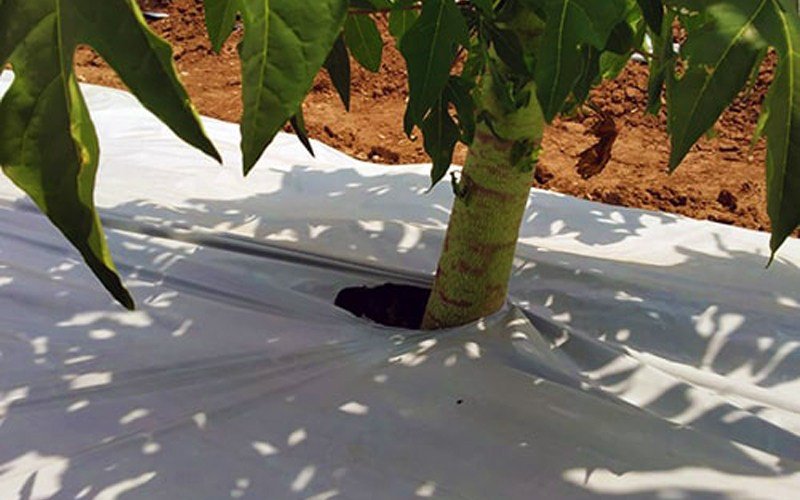 Ginegar Embossed mulch Image 2