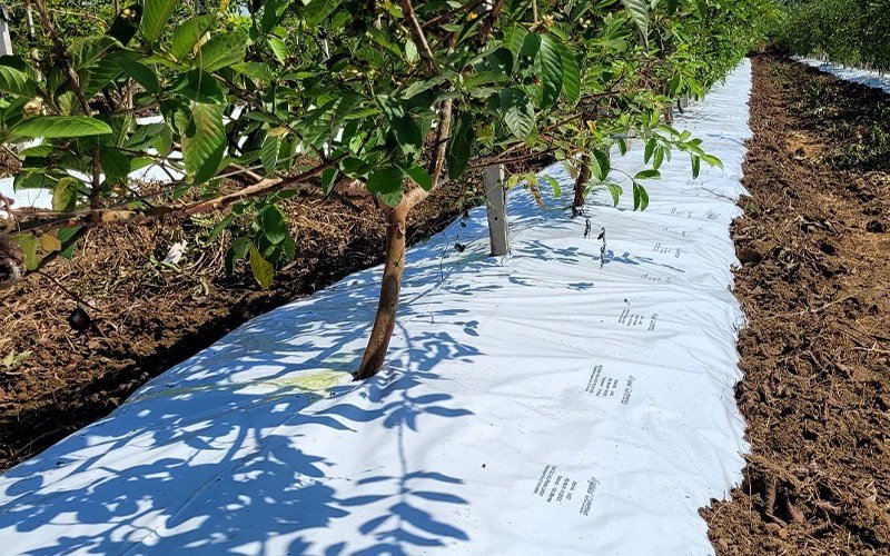 Agriplast Ginegar Orchard Mulch Image 2