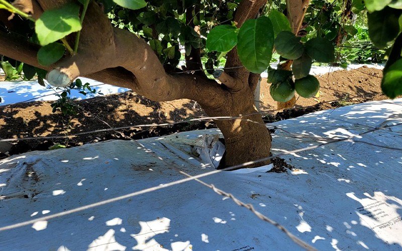 Agriplast Ginegar Orchard Mulch Image 3