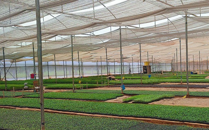 Ginegar Polysack Nets Aluminet Image 2