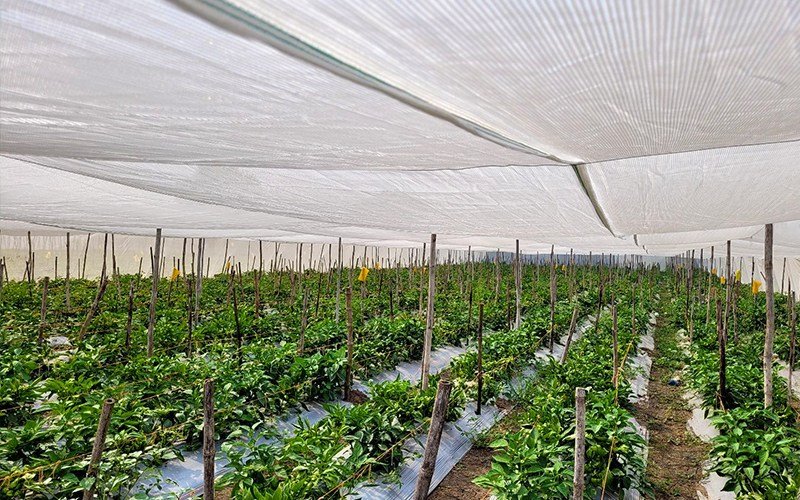 Agriplast Shade Net (Mono x Mono) Image 4