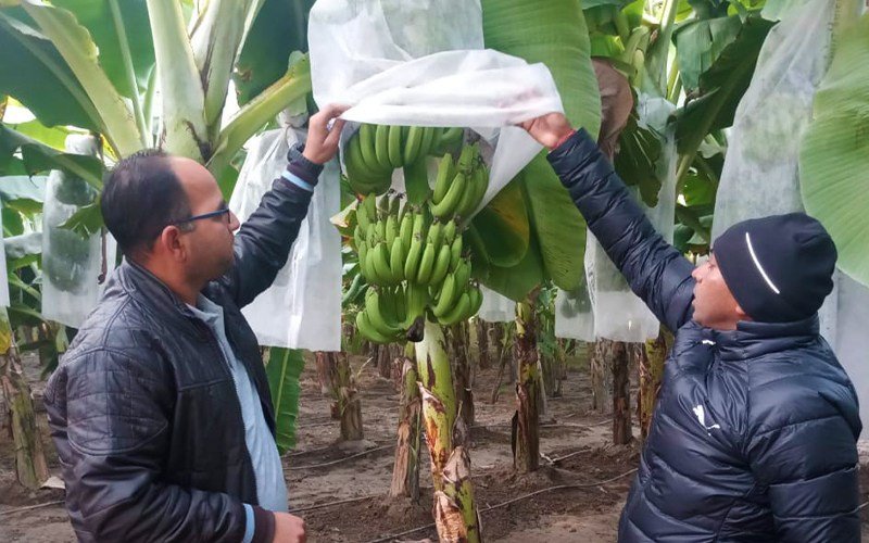 Agriplast Banana Shield Cover Image 2