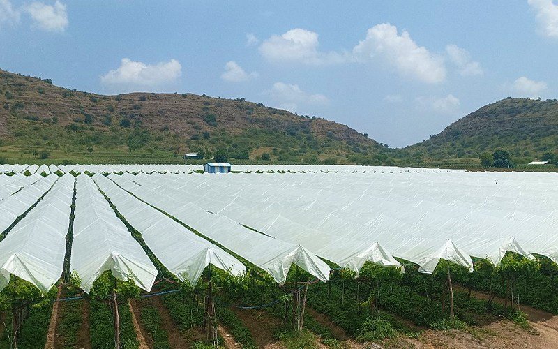 Agriplast Grape Cover Image 3