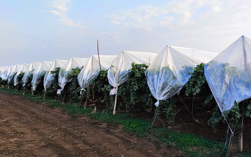 Agriplast Grape Cover Image 4