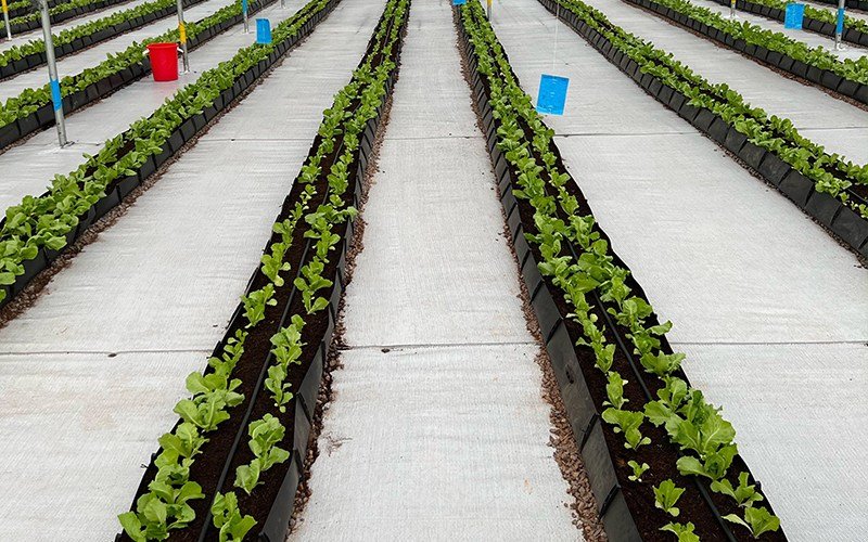 Mapal Growing Trough Image 3