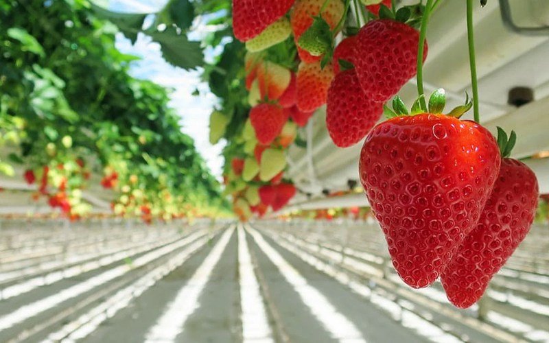 Strawberry Container - Open Type Image 1