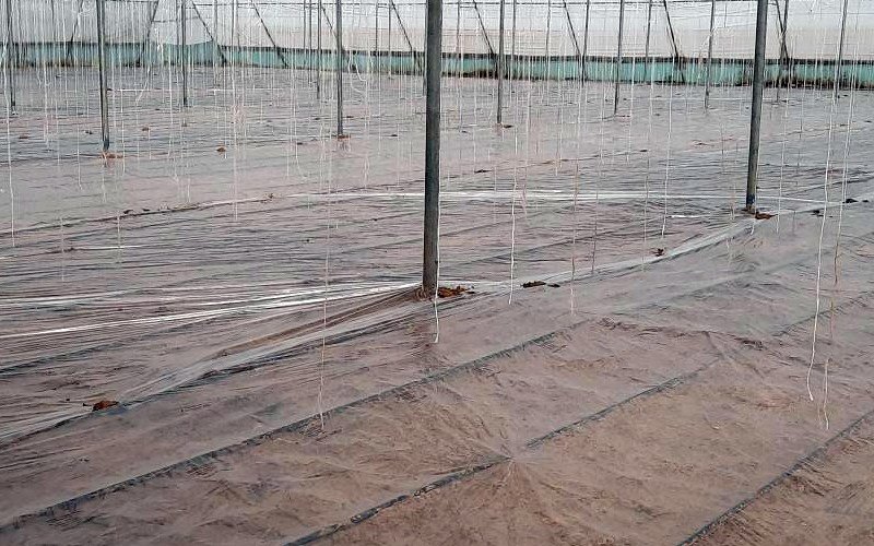 Soil Solarization/Low tunnel Film Image 2