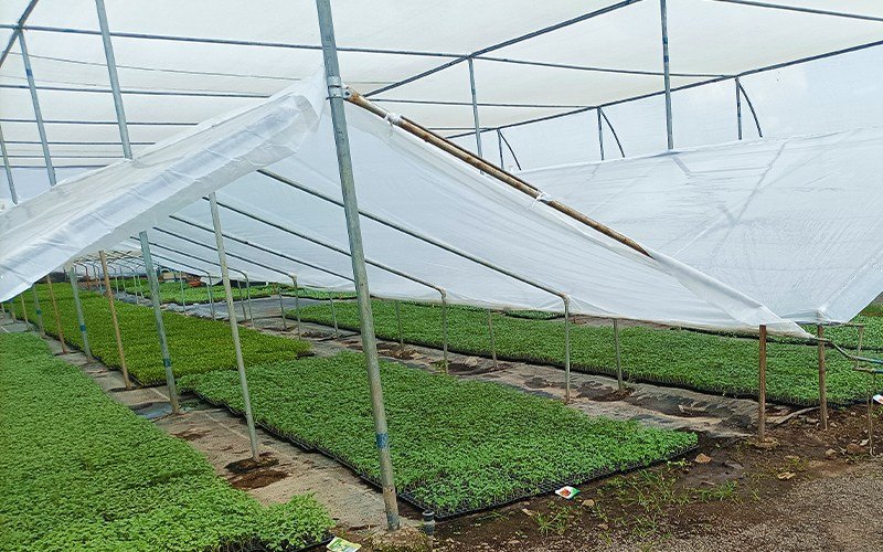 Anti Drip Clear Film for Nursery Image 1