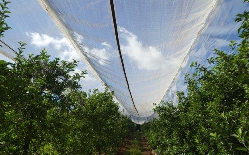 Ginegar Anti Hail Net Leno Image 1