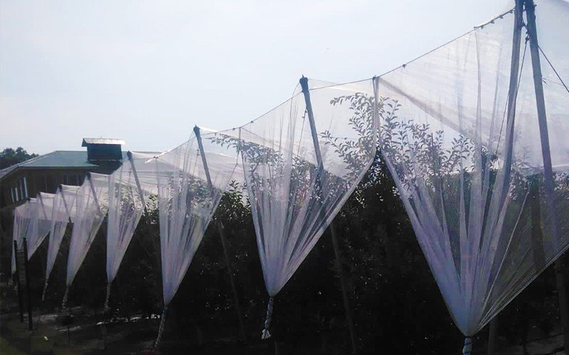 Ginegar Anti Hail Net Leno Image 2