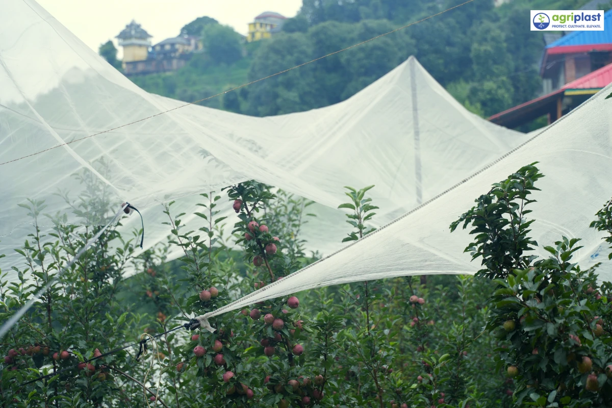 Agriplast anti-hail net installed on wooden pole supports over apple orchard in Himachal Pradesh