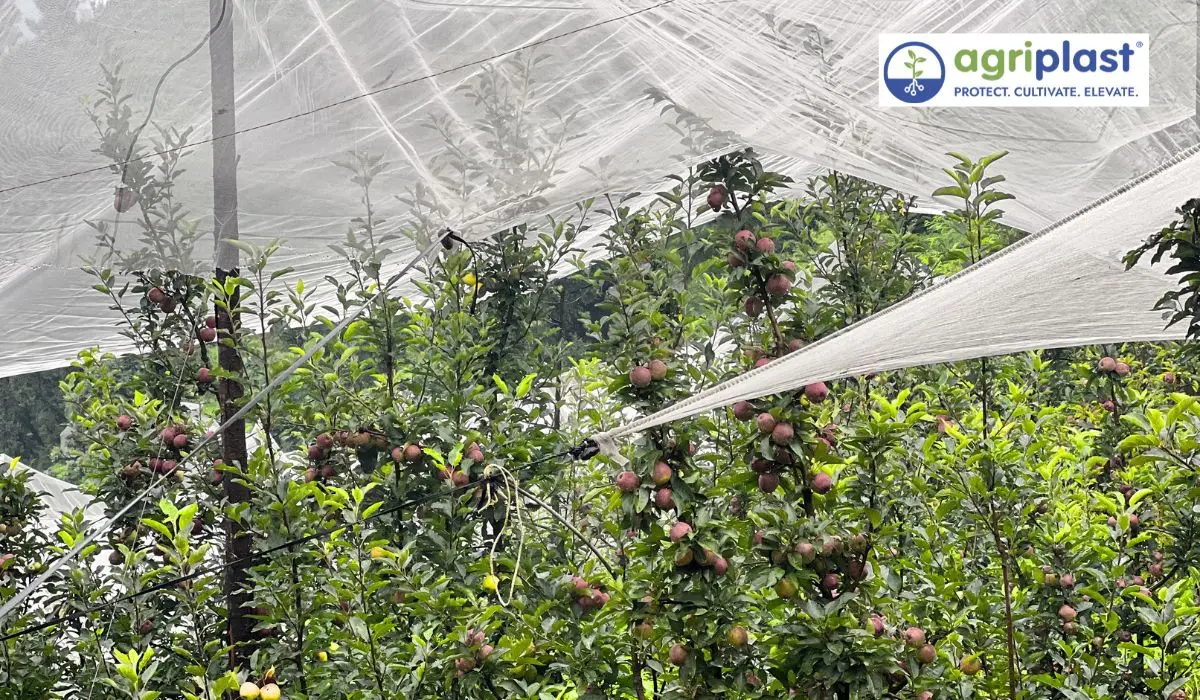 Apple orchard in Himachal Pradesh under Ginegar anti-hail net for hail protection - Agriplast
