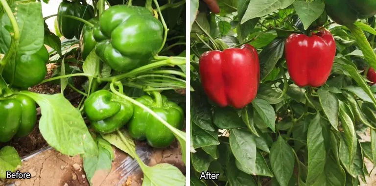 Crop leaf condition improvement after installing OptiNet insect net