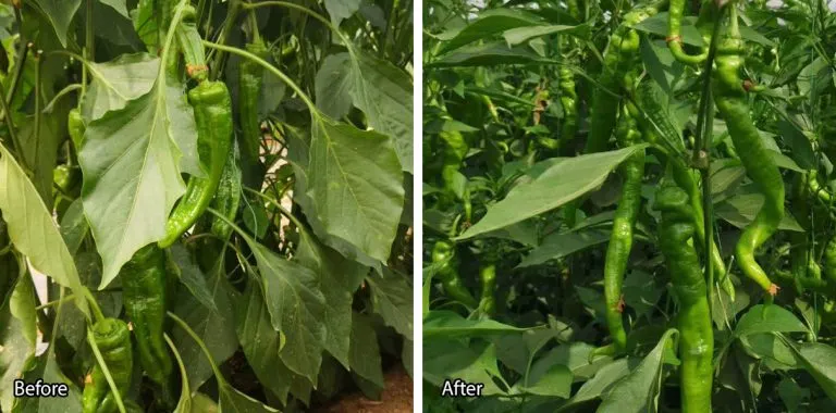 Reduced insect damage on fruits after OptiNet installation