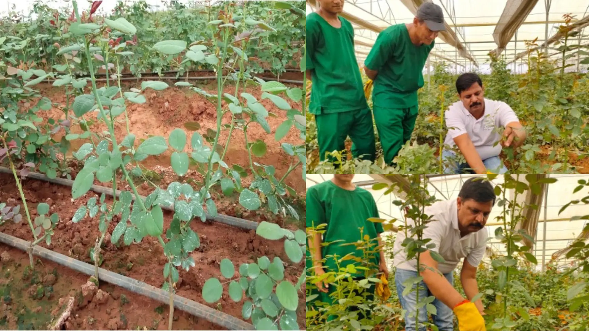 Agriplast agronomist teaching rose bending technique in polyhouse for increased lateral shoot production