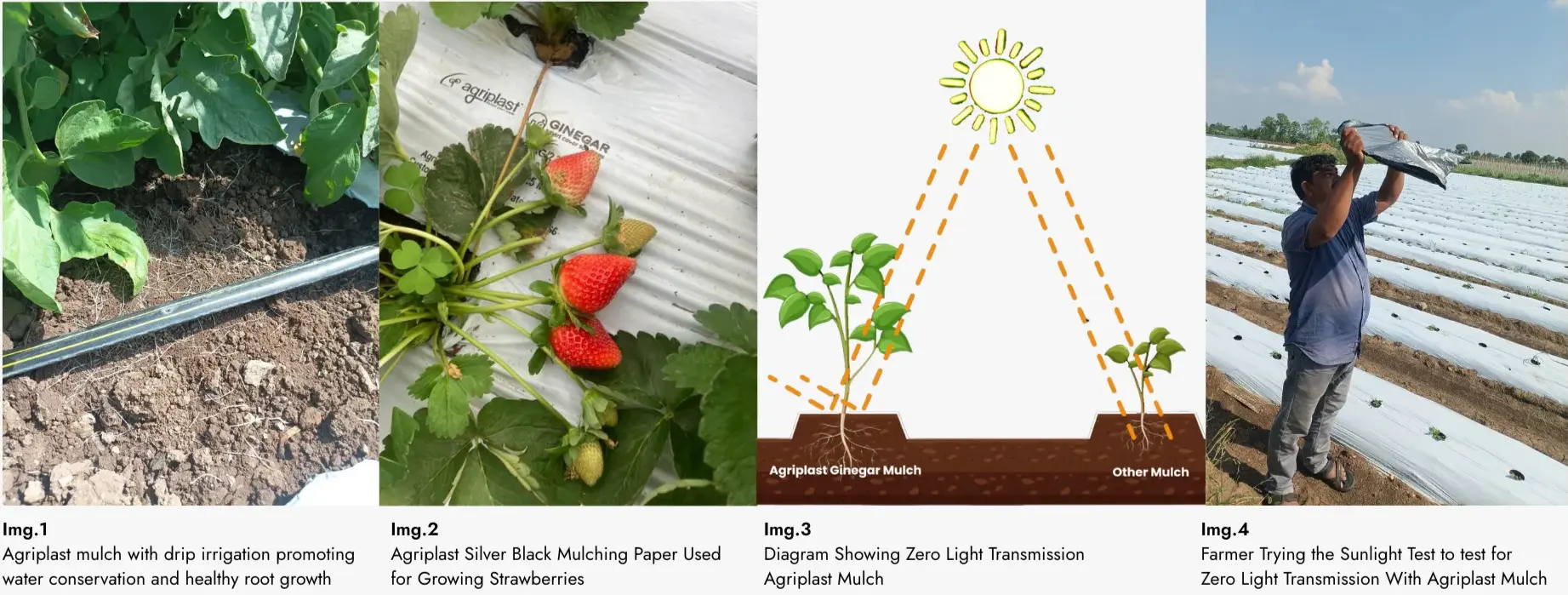 Crop rows growing through plastic mulch film showing improved yield