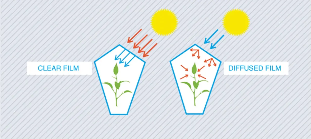 Clear film creates direct light while diffused film spreads light evenly through the crop canopy