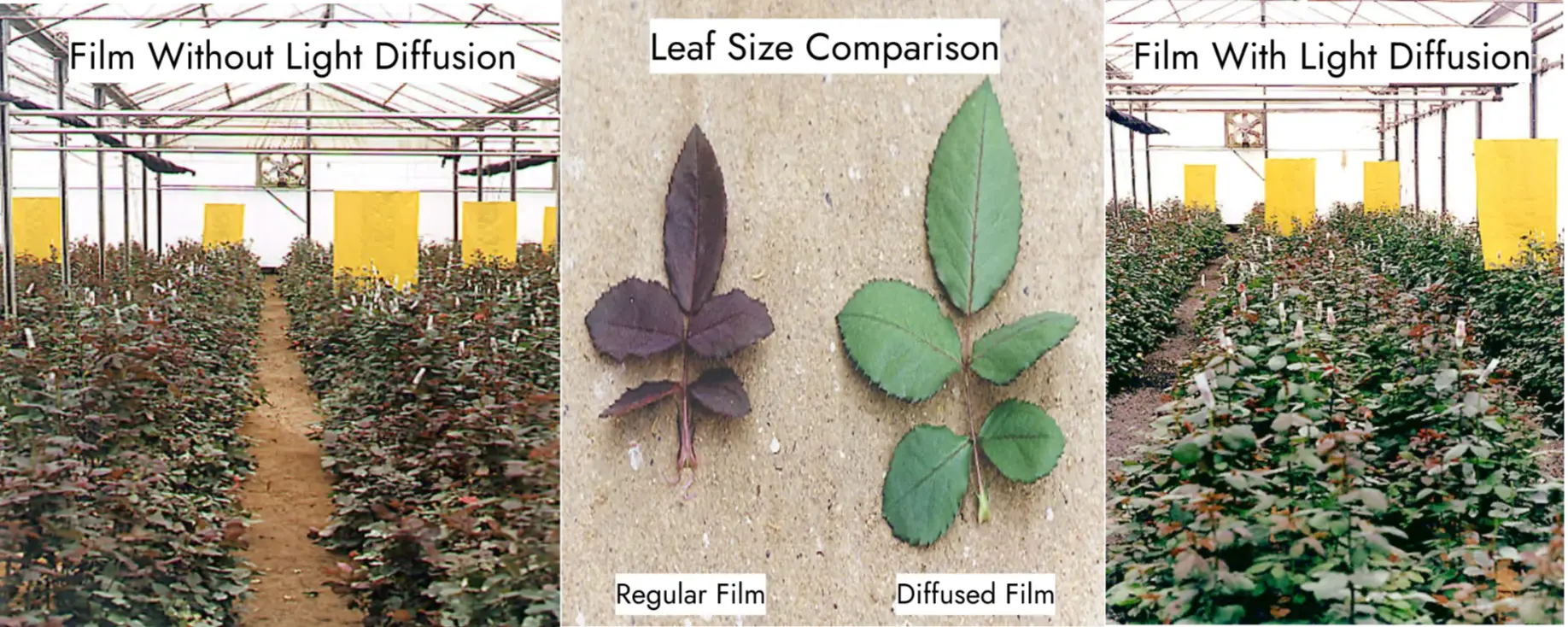Key performance properties of clear and diffused greenhouse films