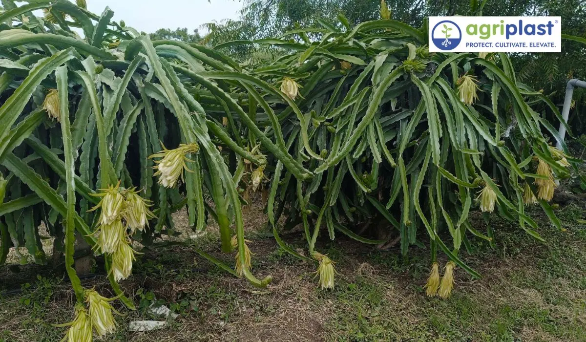 Concrete pole trellis system for dragon fruit with 12 ft by 8 ft spacing