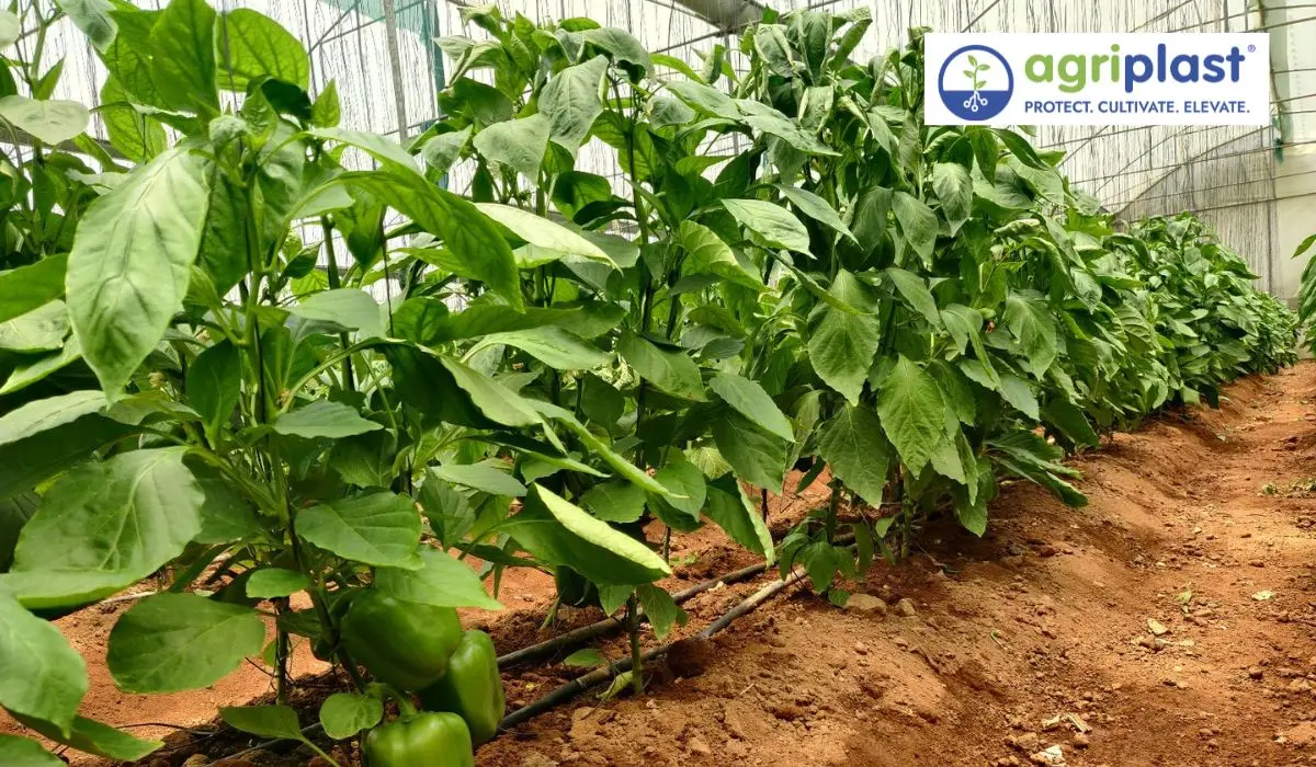 Drip irrigation and fertigation system installed inside a polyhouse in Tamil Nadu
