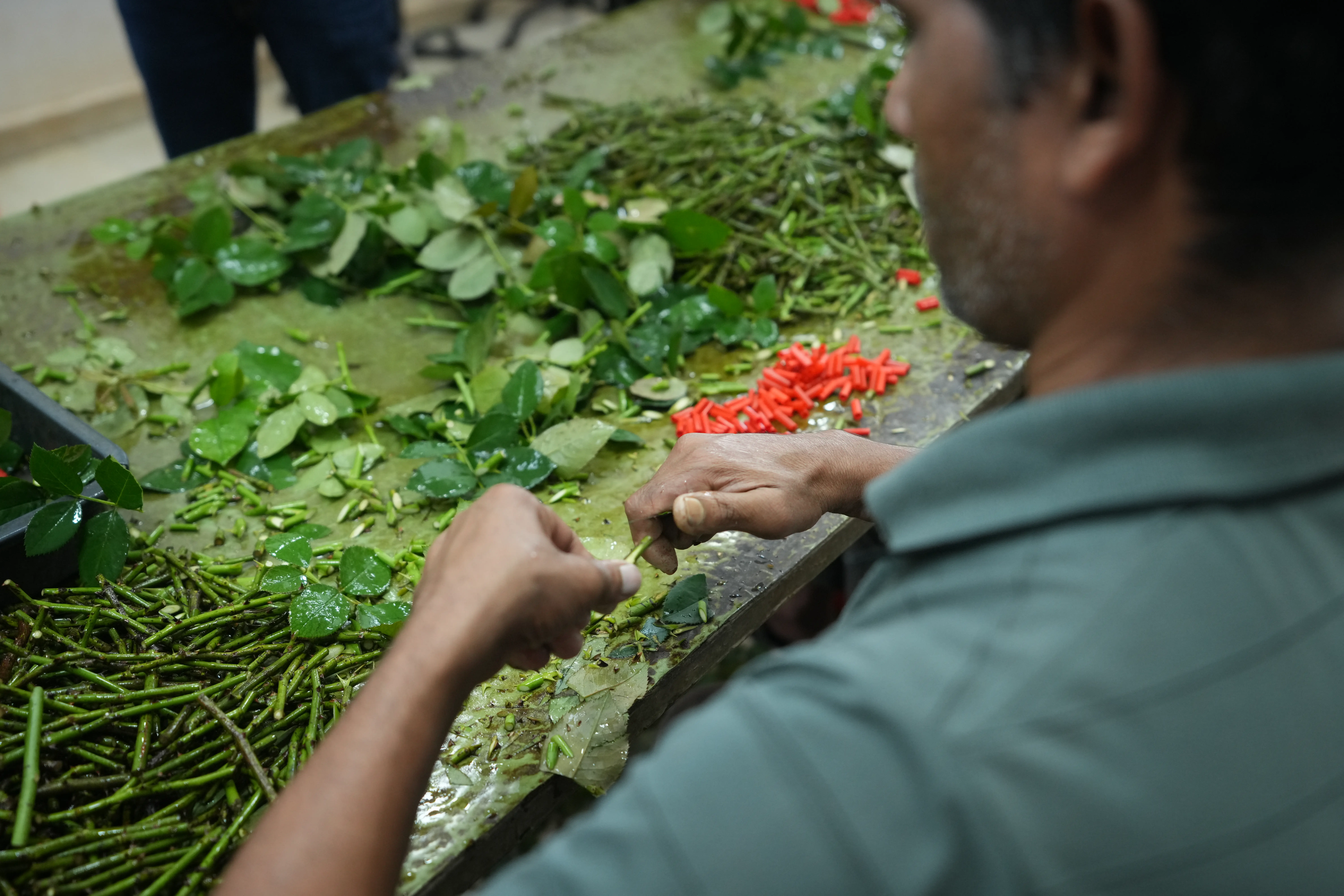 Professional rose grafting technique combining disease-resistant rootstock with premium varieties