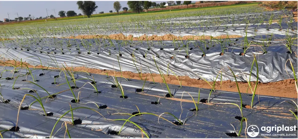Agricultural plastic mulch film laid on soil beds with pre-punched planting holes