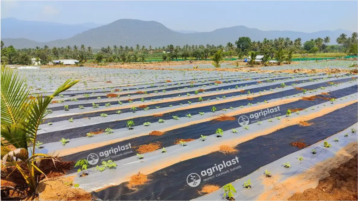 Plastic mulch film with drip irrigation on vegetable farm bed in India