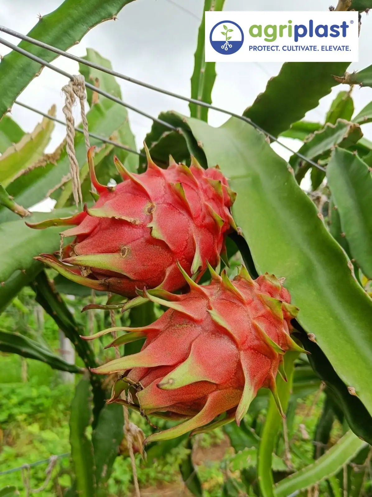 Red flesh and white flesh dragon fruit varieties grown in India