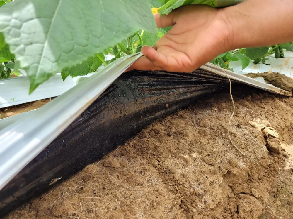 Surface root networks