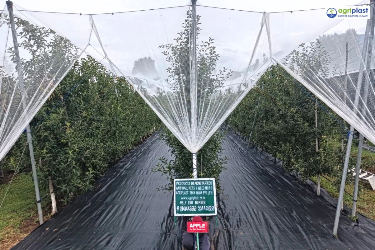 Agriplast anti-hail net on iron pole trellis supports over high-density apple plantation with weed mat ground cover