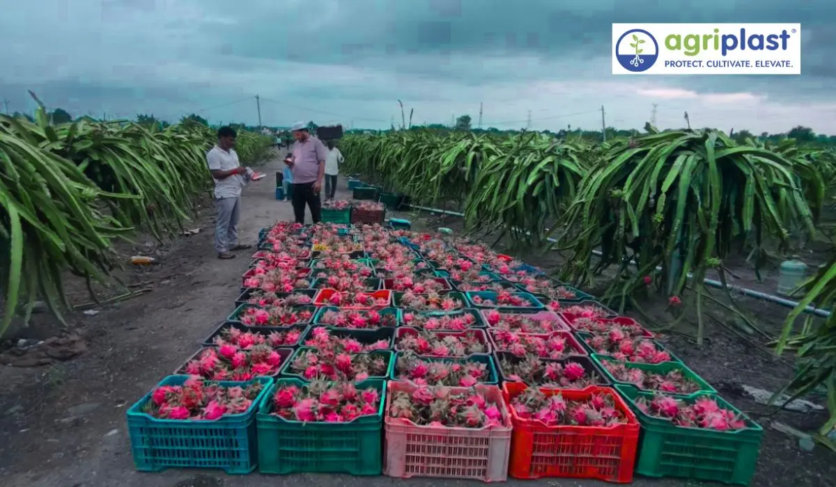 Mature dragon fruit plant with multiple fruits in Indian commercial orchard