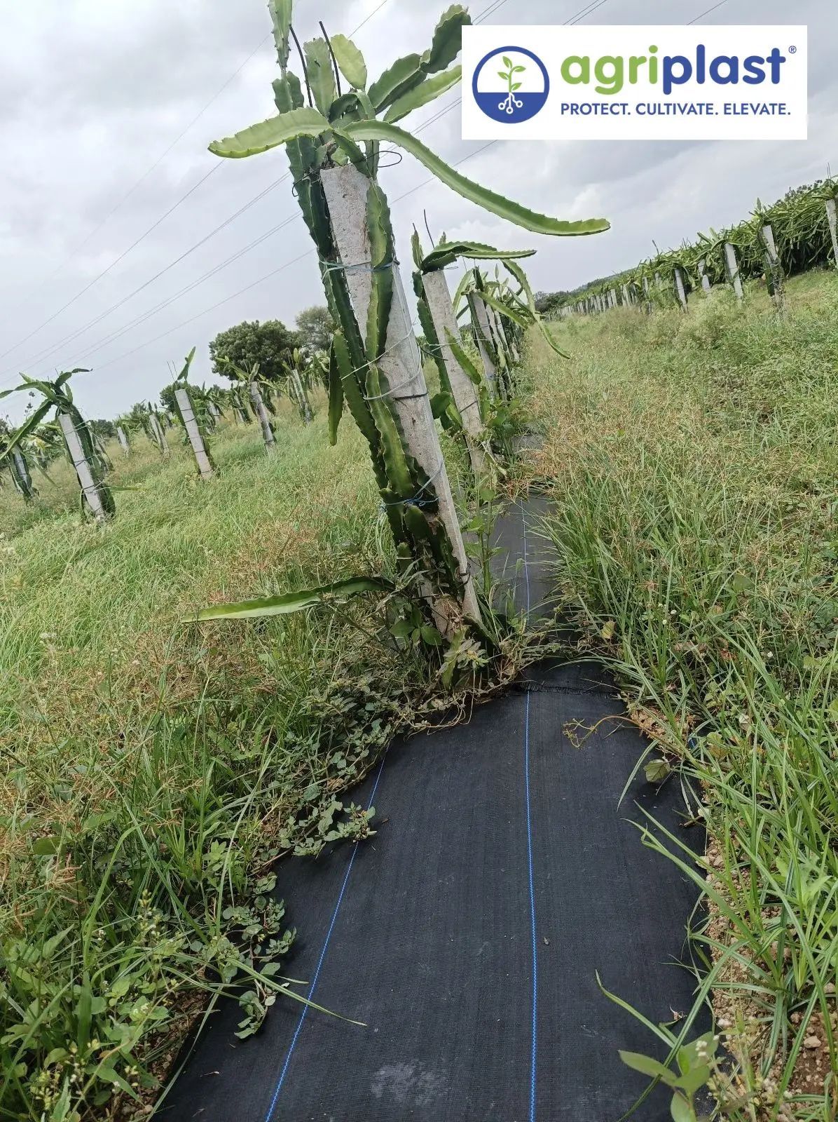 Weed mat installed at dragon fruit pole base for orchard floor management