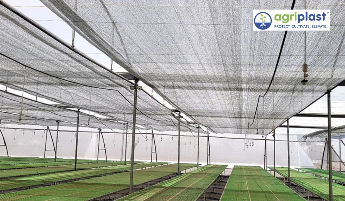 Aluminet shade net installed in 2010 still standing fifteen years later at Manoj Bhatia nursery Karnal