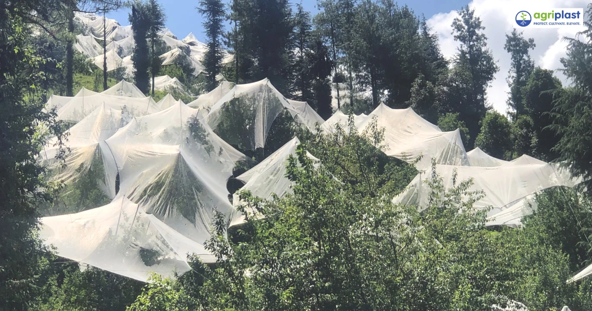 Anti-hail netting installed over a commercial orchard protecting high-value fruit crops from hailstorm damage
