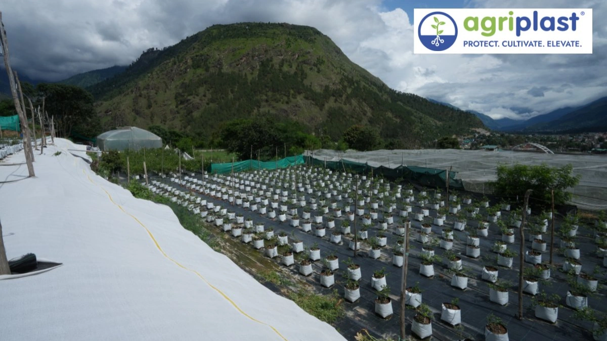 Aerial view blueberry farm Kullu Himachal Pradesh black white Agriplast weed mat rows grow bags mountains