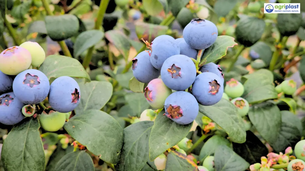 Blueberry cultivation under protected poly tunnel in India - Agriplast