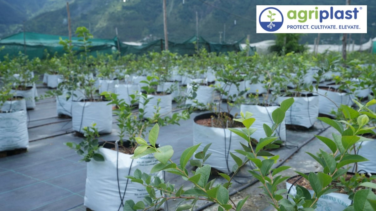 Blueberry plants in grow bags on Agriplast weed mat Kullu Himachal Pradesh drip irrigation system