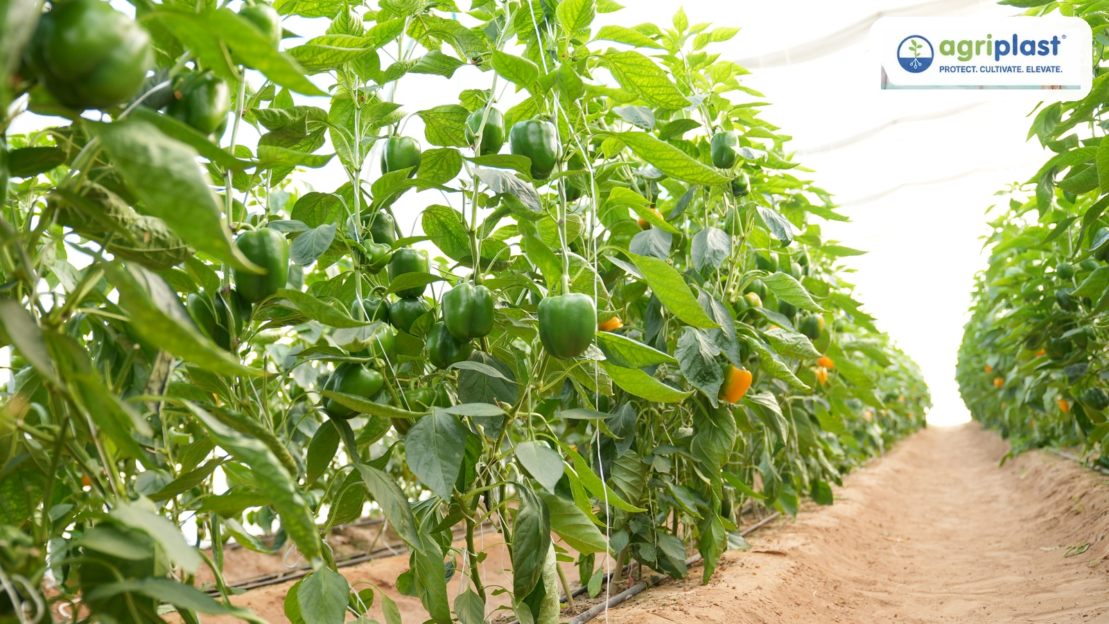 Green capsicum growing in rows inside a shade net house with drip irrigation in Mandya, Karnataka
