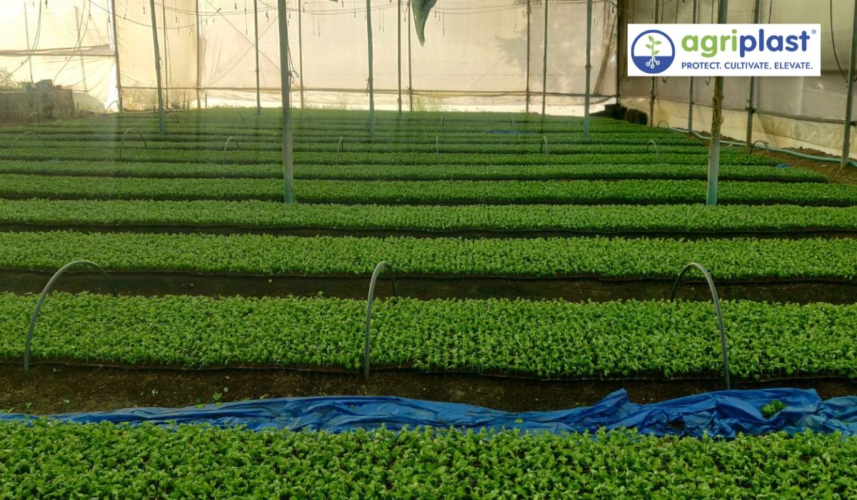 60-acre cauliflower nursery with seedling rows at ready stage in Karnal Haryana