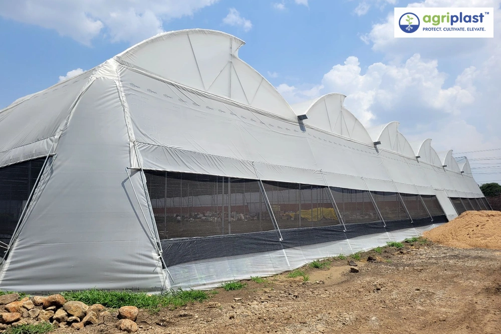 Multi-span polyhouse exterior with Agriplast polyfilm covering in Karnataka
