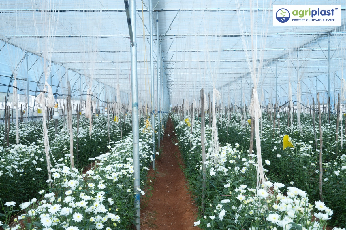 Rows of white chrysanthemum flowers blooming inside a polyhouse with Agriplast film overhead in Koratagere