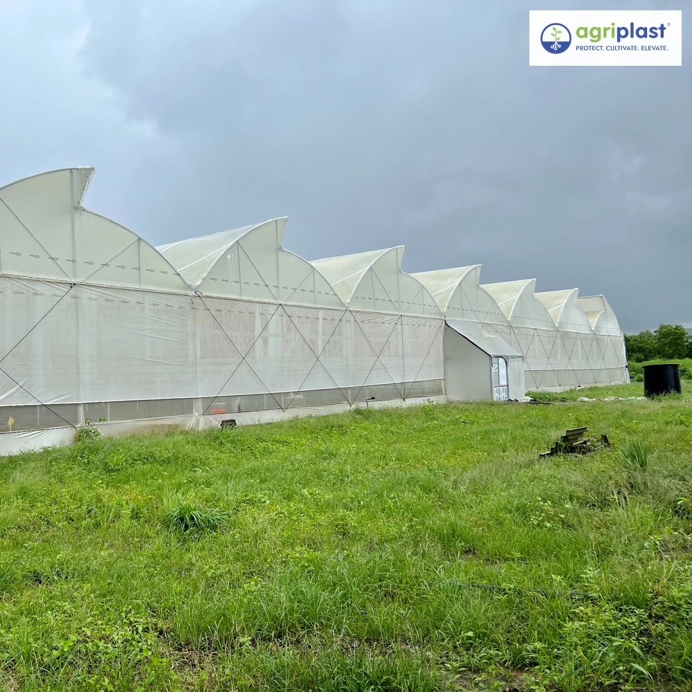 Multi-span commercial polyhouse exterior eligible for NHB subsidy of up to ₹56 lakh per project