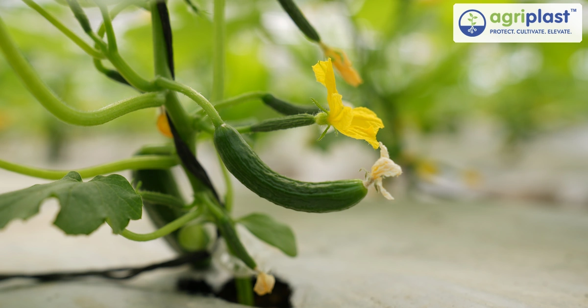 Cucumber farming in polyhouse in India &mdash; young parthenocarpic cucumber with yellow flower growing inside a protected polyhouse