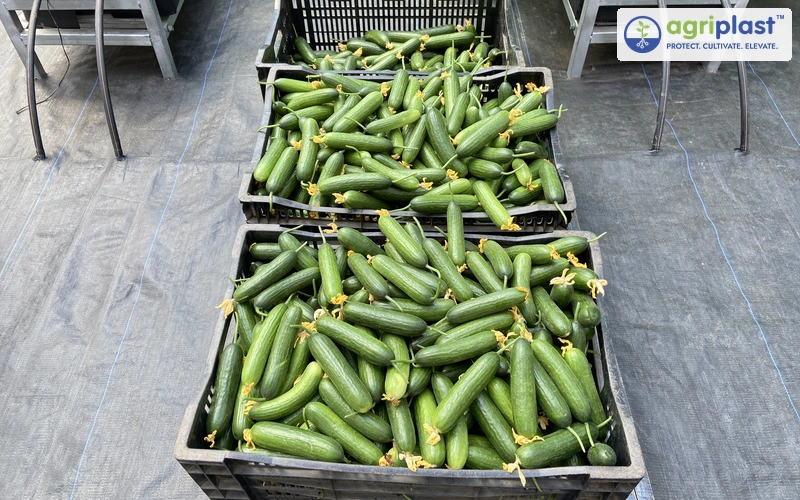 Freshly harvested cucumbers packed in crates from a polyhouse farm in India