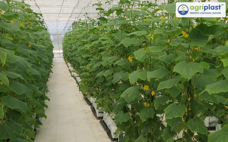 Cucumber plants trained vertically on strings inside a soilless polyhouse setup
