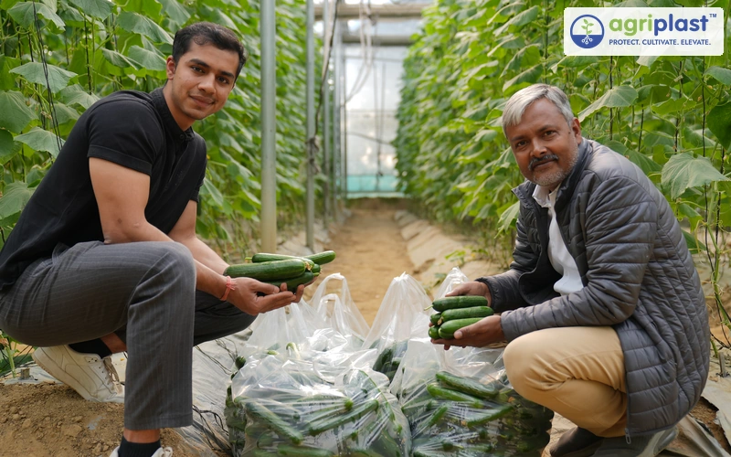 Agriplast team with a polyhouse cucumber farmer inspecting harvested produce in India