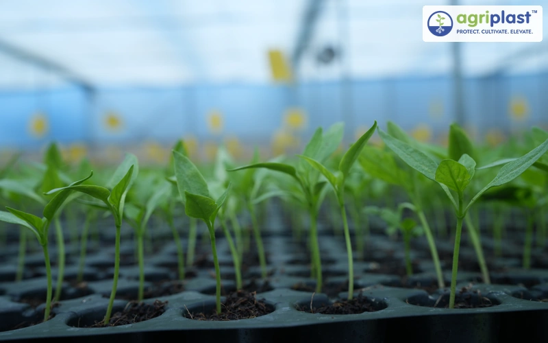 Cucumber seedlings in nursery trays ready for transplanting inside a polyhouse