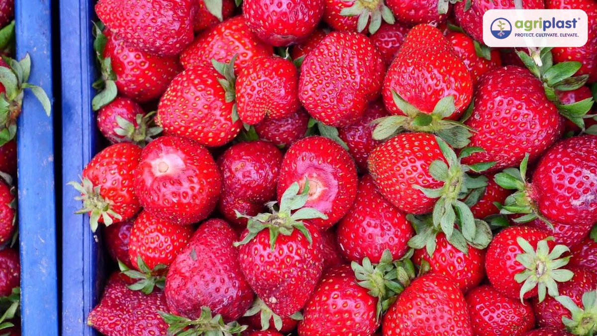 Freshly harvested strawberries in blue crates &mdash; early morning harvest and minimal handling protect shelf life
