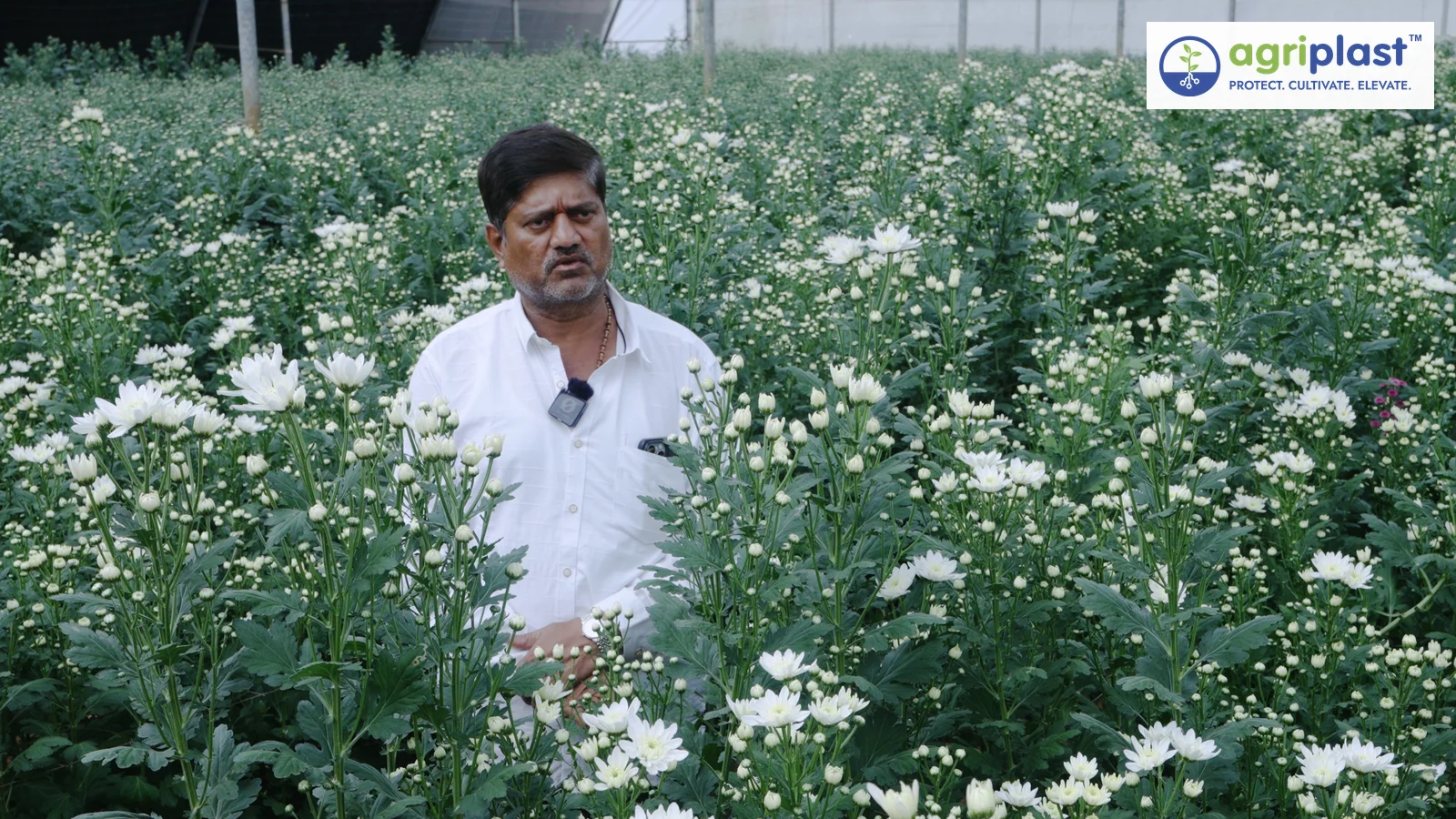 Girish standing in his chrysanthemum polyhouse farm in Koratagere Tumkur Karnataka
